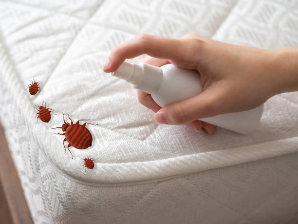 Best Affordable Pest Control Services  in Alexandria, LA