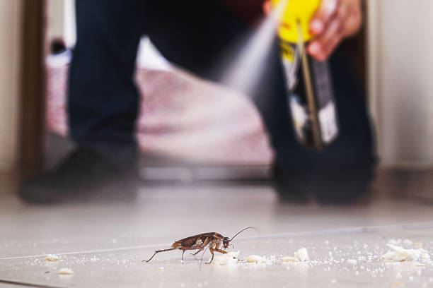 Best Spider Control Near Me  in Alexandria, LA