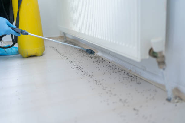 Best Best Pest Control Companies  in Alexandria, LA