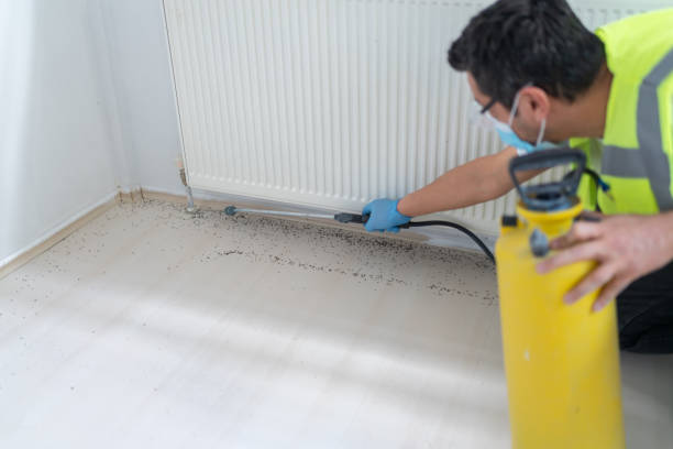 Best Flea Control Services  in Alexandria, LA